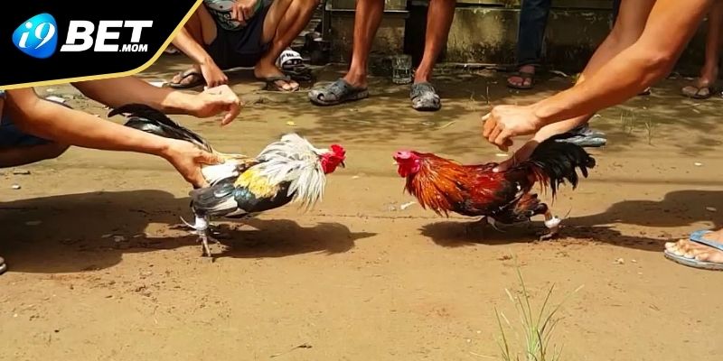 Các hình thức đá gà tại i9BET phổ biến nhất