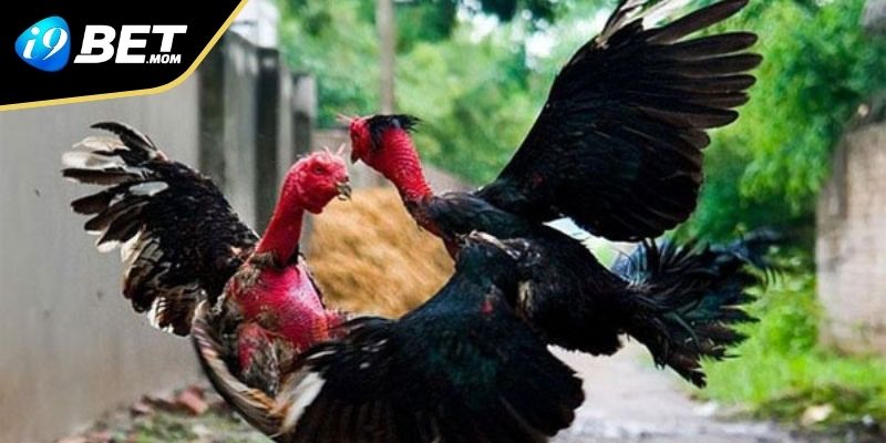 Chiến thuật chơi đá gà tại i9BET hiệu quả cho người mới