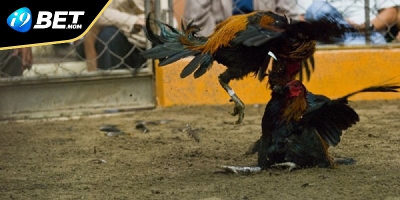 Điểm thú vị chỉ có tại Đá Gà i9BET là gì?