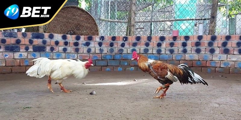 Hướng dẫn tham gia vào Đá Gà i9BET đơn giản