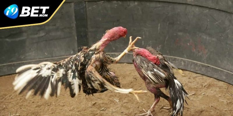 Sân chơi lành mạnh