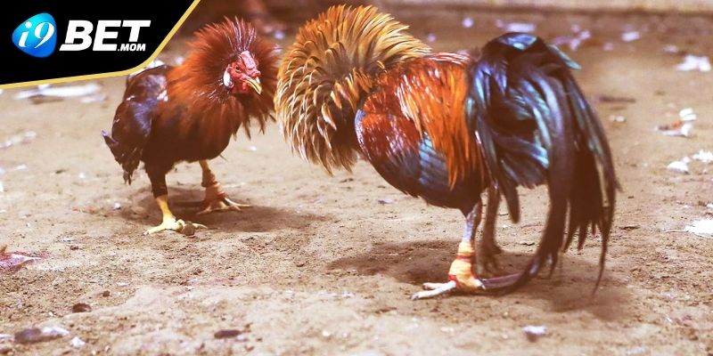 Cược chính xác yêu cầu bạn cần có kinh nghiệm chơi