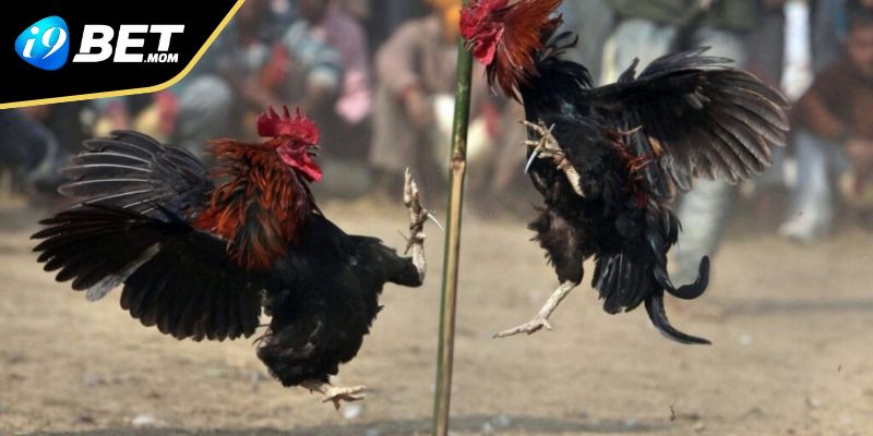 Phương pháp chọn Đá Gà Cựa Dao là gì