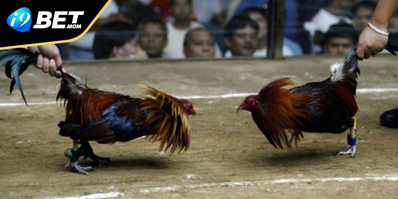 Tham gia đặt càng nhiều thì số tiền nhận về sẽ càng cao