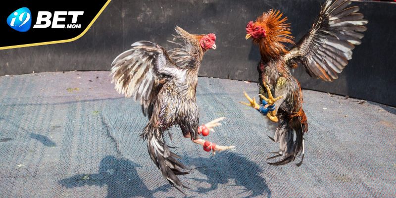 Gà tre tuy có thân hình nhỏ nhưng có sức chiến đấu lớn