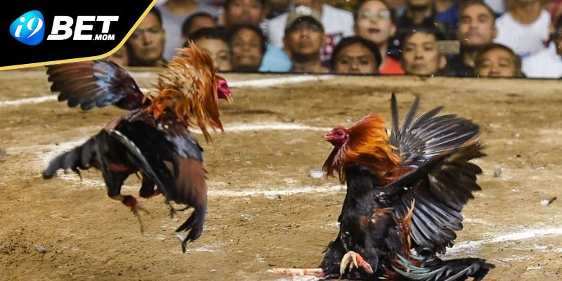 Luật tham gia là điều mà bạn cần phải nắm