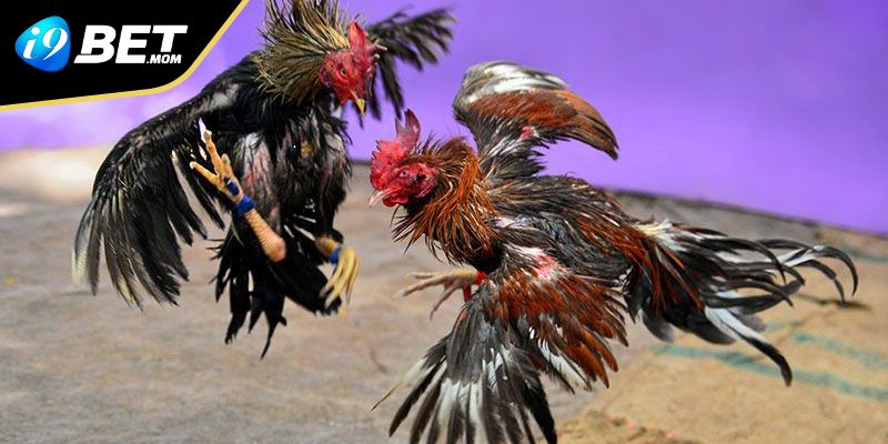 Luôn phải theo dõi sát sao và phân tích trận đấu