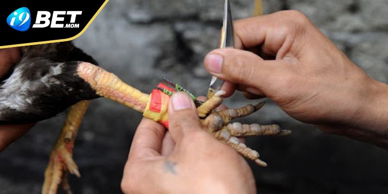 Hình thức thi đấu xuất hiện ở hầu hết các nhà cái lớn