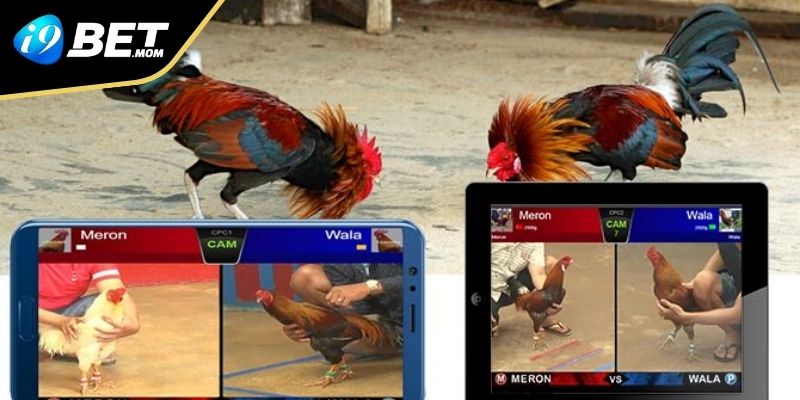 Giới thiệu chi tiết về WS168 - Sảnh đá gà đỉnh cao tại i9BET